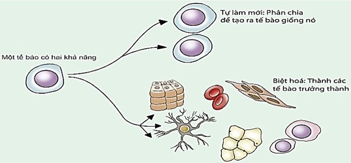 Cơ chế phát triển của Tế bào gốc